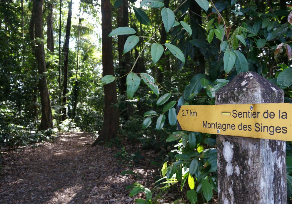 Singe dans la forêt de la Montagne des Singes près de Kourou